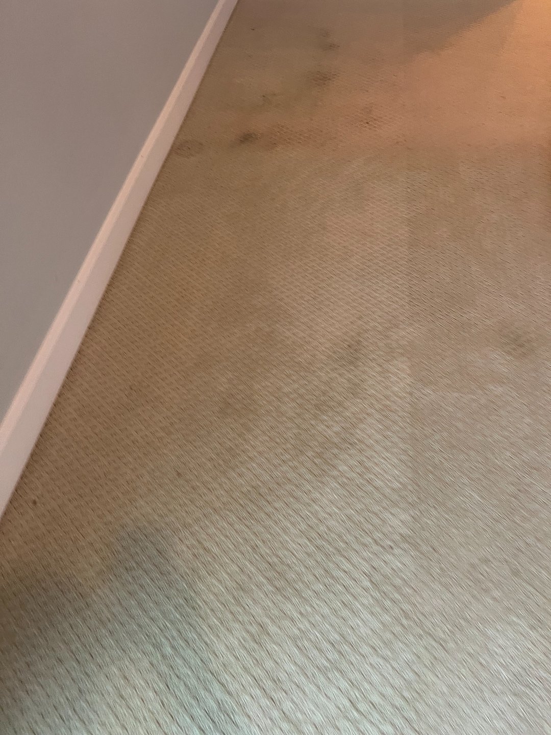 carpet cleaning, steam cleaning, shampooing, Galveston Texas 