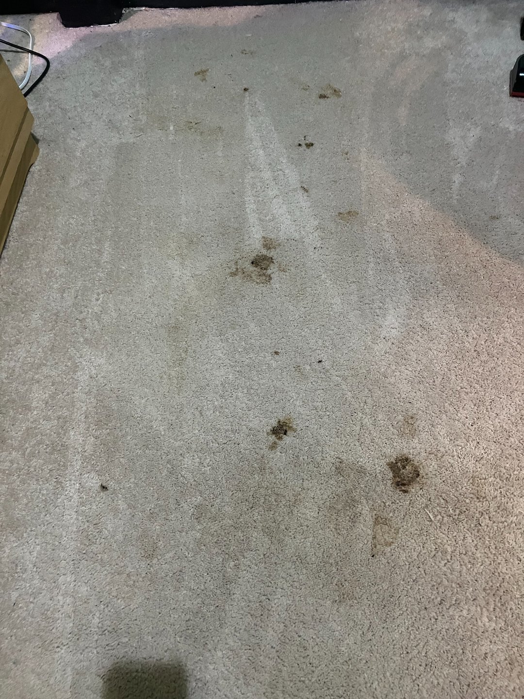 carpet cleaning, steam cleaning, Deep cleaning, friendswood Texas 