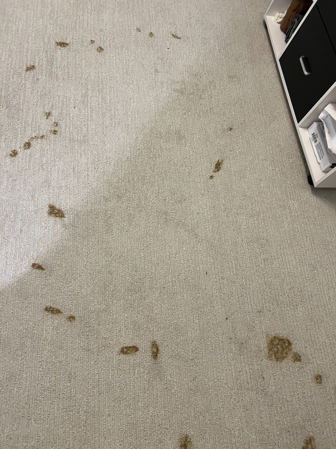 carpet cleaning, steam cleaning,Deep cleaning,pearland tx  Thumbnail