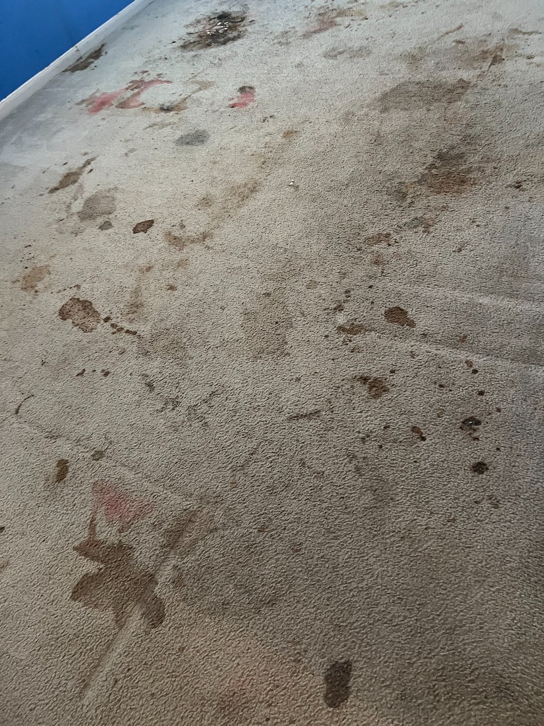carpet cleaning,steam cleaning,Deep cleaning,cypress tx  Thumbnail