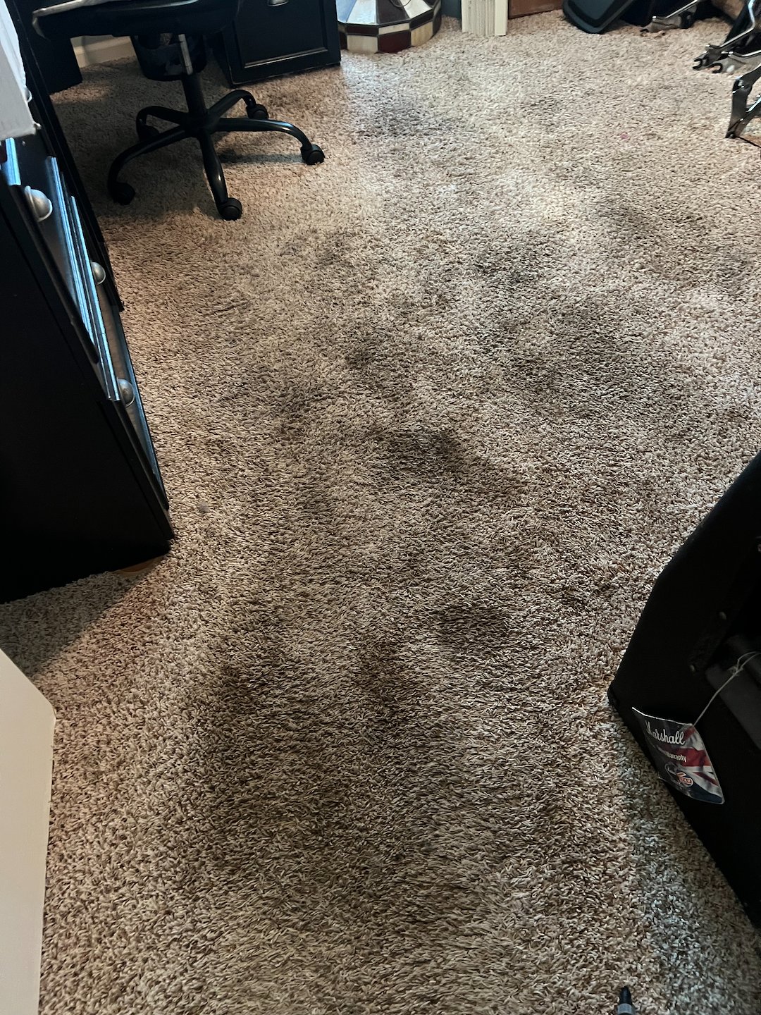 Pet stain removal, enzyme treatment, steam cleaning, Pasadena Texas 
