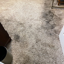 Pet-stain-removal-enzyme-treatment-steam-cleaning-Pasadena-Texas 0