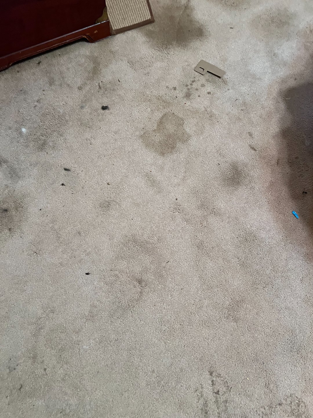 petstains removal,Deep cleaning,steam cleaning,pearland tx  Thumbnail